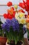 Spring flowers banner. hyacinth