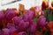 Spring flowers banner - many beautiful purple tulips