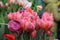 Spring flowers banner - many beautiful tulips