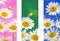 Spring flowers banners