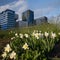 Spring flowers with the Barcode Project of Oslo in the background