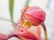 Spring flowers, Beautiful Cymbidium orchid