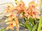 Spring flowers, Beautiful Cymbidium orchid