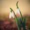 Spring - Flowers. Beautiful first spring plants - snowdrops