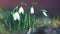 Spring - Flowers. Beautiful first spring plants - snowdrops