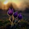 Spring flowers. Beautifully blossoming pasque flower and sun with a natural colored background. (Pulsatilla grandis)