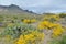 Spring flowers in Big Bend National Park, Texas