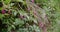 Spring flowers in bloom, Masca Gorge, Tenerife, Canary Islands, Spain. Close-up footage