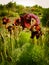 Spring Flowers Blooming in Poleg Stream near the Mediterranean s