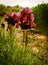 Spring Flowers Blooming in Poleg Stream near the Mediterranean s