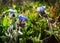 Spring Flowers Blooming in Poleg Stream near the Mediterranean s