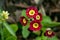 Spring flowers. Blooming red primrose or primula piano fire flowers in a garden