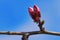 Spring flowers and blue background. Buds of ornamental cherry