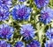 Spring flowers blue cornflower wallpaper