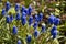 Spring flowers - blue flowers Muscari