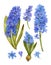 Spring flowers, blue hyacinths, botanical illustration