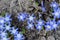 Spring flowers, blue snowdrops. Close-up  . Nature North Scandinavia Concept Spring Background April March Place Text
