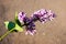 Spring flowers - a branch of pink blooming lilac against the backdrop of the earth