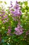 Spring flowers - a branch of pink blooming lilac against the background of green foliage