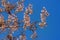 Spring flowers. Branches of Empress tree with flowers and seeds against blue sky