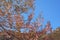 Spring flowers. Branches of Empress tree Paulownia tomentosa in bloom