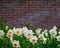 Spring Flowers Brick Wall Background