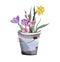 Spring flowers in a bucket garden illustration elements set happy springtime