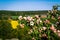 Spring flowers on a bush growing on a hill in the otherwise flat landscape in southern Sweden. In the background farmland and