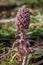 Spring flowers, butterbur