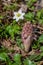 Spring flowers, butterbur, anemone