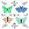 Spring flowers and butterflies. Floral decor and elegant butterfy on flate style. Insects, summer flying butterflies and