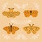 Spring flowers and butterflies. Floral decor and elegant butterfy on flate style. Insects, summer flying butterflies and