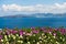 Spring flowers on Caldera at sunny morning, Santorini island