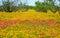 Spring flowers carpet Texas Austin