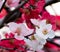 Spring Flowers of Cherry Bloosm