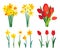 Spring flowers clipart. Yellow daffodils bouquet and red tulip flowers isolated on white background