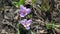 Spring flowers. Close-up of blooming purple flowers. Beautiful flowers on a background of lush spring greens. Field and