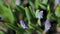 Spring flowers. Close-up of blooming purple flowers. Beautiful flowers on a background of lush spring greens. Field and