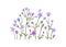 Spring flowers cluster, floral decoration. Spreading bellflowers, wildflowers, blossomed blooms, stems. Delicate field