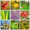 Spring flowers collage