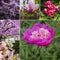 Spring flowers collage. Pink and violet blossom in springtime