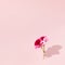 Spring flowers the color of magenta with a shadow in the corner on pastel pink background. Trendy creative minimal concept with