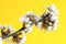 Spring flowers composition. Cherry branch with flowers on a light yellow background, close-up