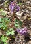 Spring flowers. Corydalis cava