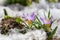 Spring flowers. Crocus flowers blooming in snow covering in a garden