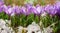 Spring flowers. Crocus flowers blooming in snow covering in a garden