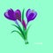 Spring flowers. Crocus, saffron. Flet design. Vector