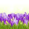 Spring flowers crocus seamless pattern horizontal