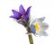 Spring flowers cutleaf anemone