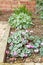 Spring flowers, cyclamens or sowbread, UK